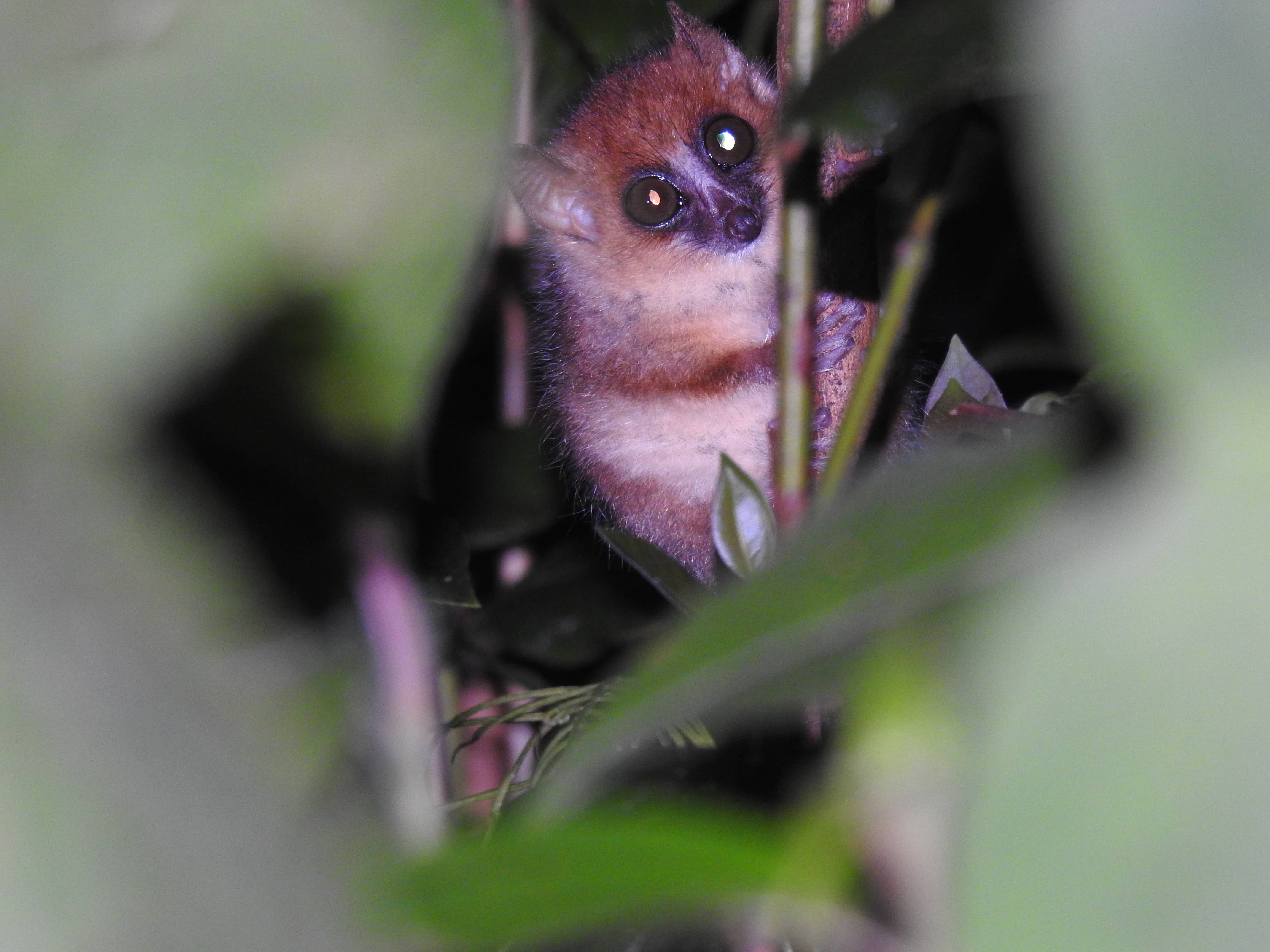 Escape to Eastern Madagascar - 3