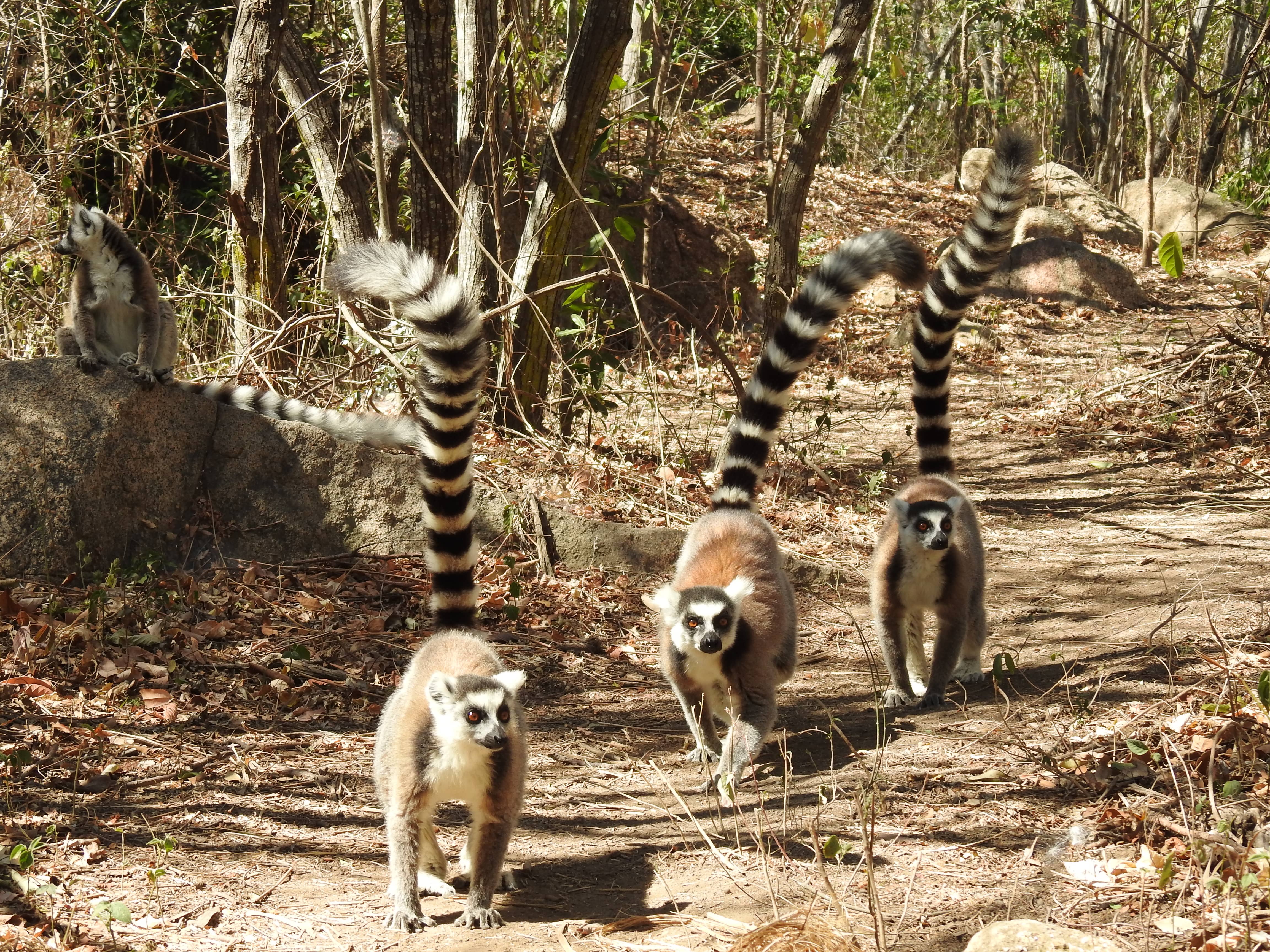 In the Heart of Madagascar's Forests - 3